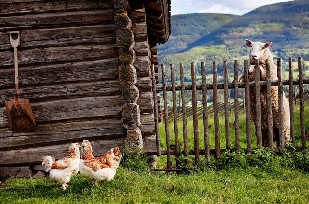 Innlandets Matløfte